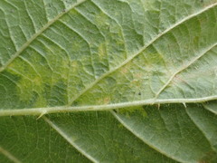 Epitrimerus gibbosus