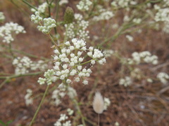 Pimpinella villosa