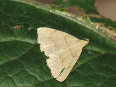 Zanclognatha pedipilalis