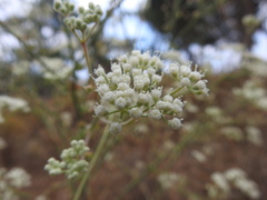 Pimpinella villosa