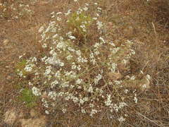 Pimpinella villosa