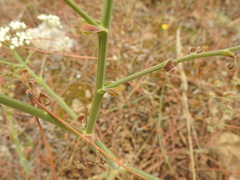 Pimpinella villosa