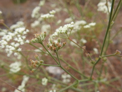 Pimpinella villosa