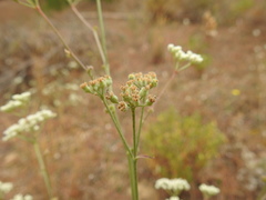 Pimpinella villosa