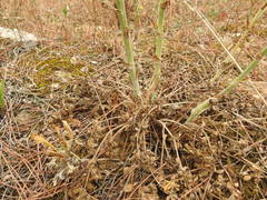 Pimpinella villosa