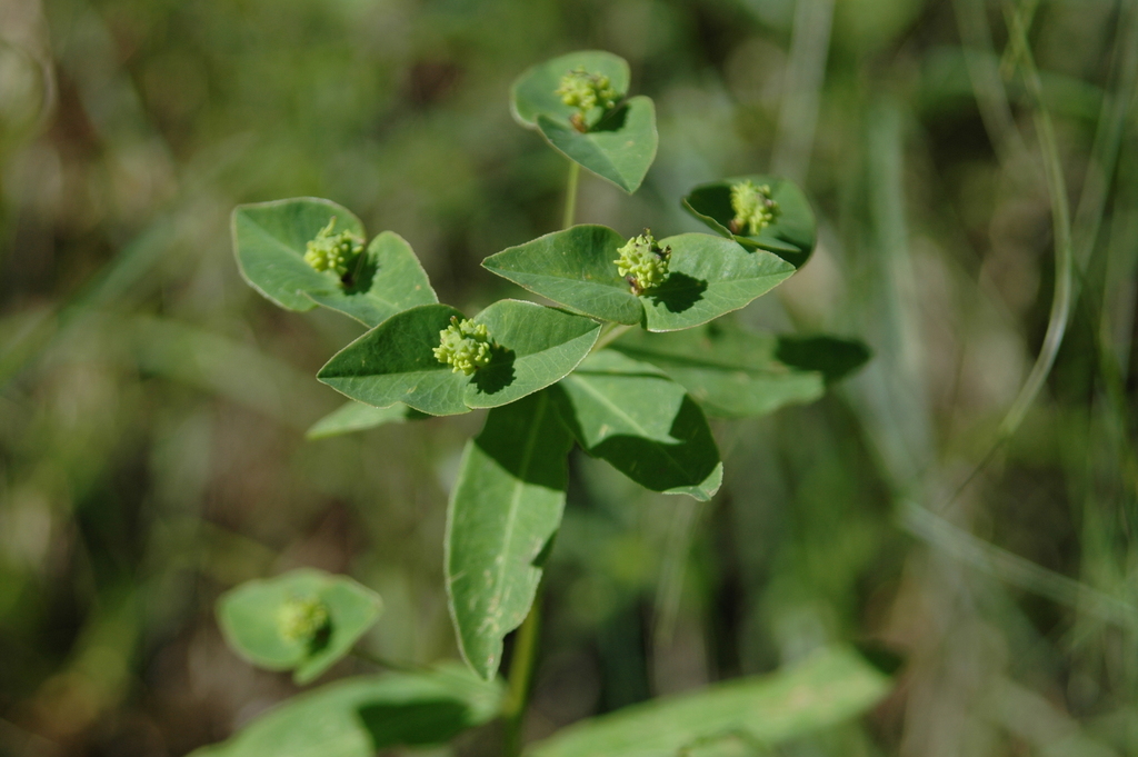 Euphorbia canuti