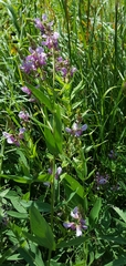 Desmodium illinoense