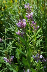 Desmodium illinoense