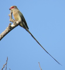Urocolius indicus transvaalensis