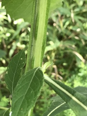 Verbesina virginica virginica