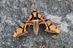 Batocnema coquerelii