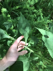 Verbesina virginica virginica