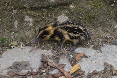 Hemicentetes semispinosus