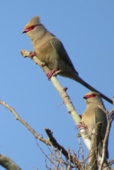 Urocolius indicus transvaalensis