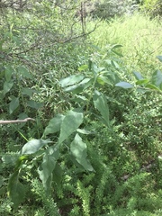 Verbesina virginica virginica