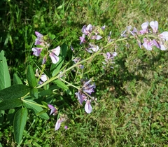 Desmodium illinoense
