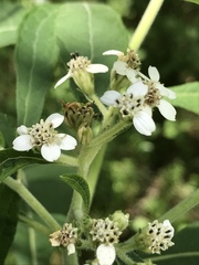Verbesina virginica virginica