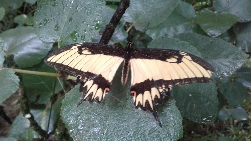 Broad-banded swallowtail