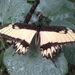 Papilio astyalus astyalus - Photo (c) Florencia Grattarola, some rights reserved (CC BY), uploaded by Florencia Grattarola