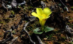 Moraea galaxia
