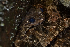 Mantidactylus grandidieri