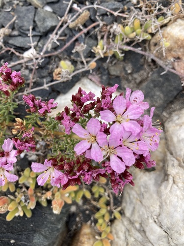 Image of Frankenia repens by (c) jeanetteclarke, some rights reserved (CC BY-SA)