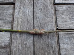 Euhexomyza simplicoides