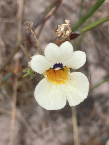 Nemesia strumosa, photograph 6
