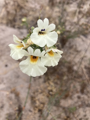 Image of Nemesia strumosa by (c) jeanetteclarke, some rights reserved (CC BY-SA)