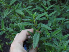 Cistus × florentinus, photograph Duarte Frade, CC BY, iNaturalist via GBIF