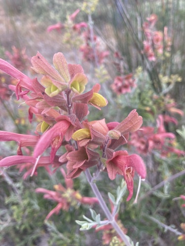Image of Salvia lanceolata by (c) jeanetteclarke, some rights reserved (CC BY-SA)