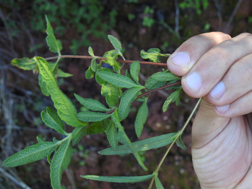Cistus × florentinus, photograph 6