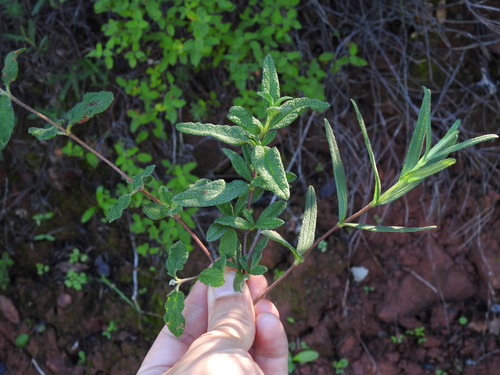 Cistus × florentinus, photograph 5