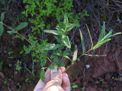 Cistus × florentinus, photograph Duarte Frade, CC BY, iNaturalist via GBIF