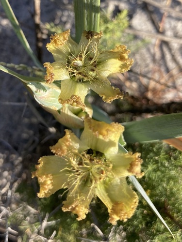 Image of Ferraria divaricata by (c) jeanetteclarke, some rights reserved (CC BY-SA)