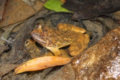 Quasipaa exilispinosa