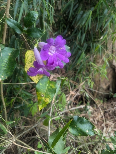 Mansoa alliacea