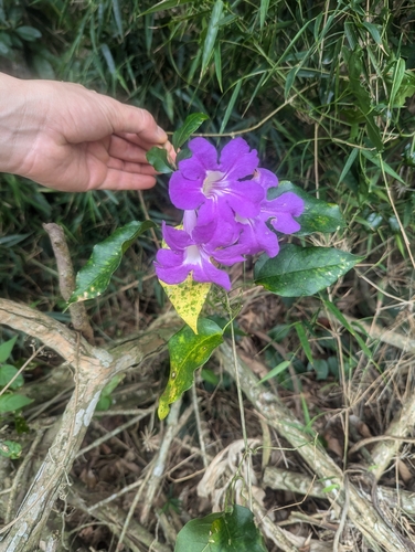 Mansoa alliacea