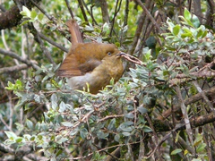 Cnemophilus macgregorii