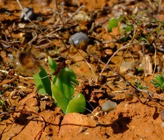 Bulbine navicularifolia