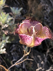 Calochortus fimbriatus