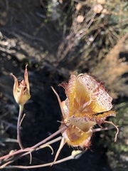 Calochortus fimbriatus