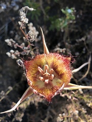 Calochortus fimbriatus