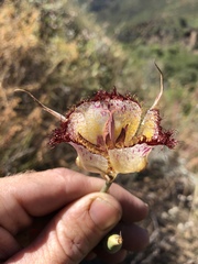 Calochortus fimbriatus