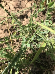 Astragalus tennesseensis