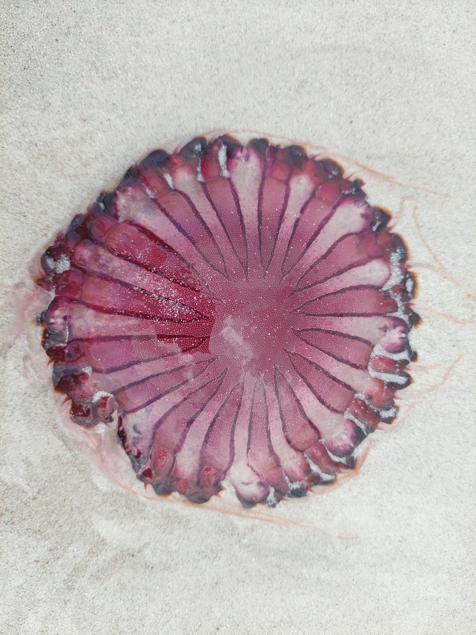 Chrysaora agulhensis Ras, Neethling, Engelbrecht, Morandini, Bayha, Skrypzeck & Gibbons, 2020