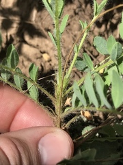 Astragalus tennesseensis