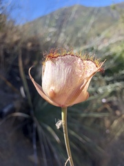 Calochortus fimbriatus