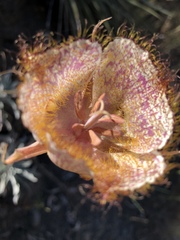 Calochortus fimbriatus