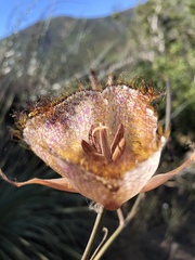 Calochortus fimbriatus